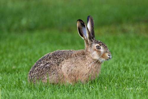 Hase/Rabbit 